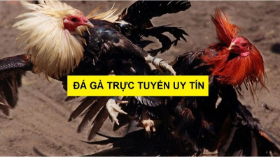 Áp dụng ngay những mẹo chơi đá gà toàn thắng từ các sư kê